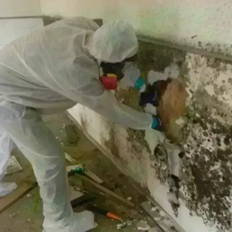 Mold Remediation and Removal in La Pryor, TX